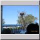 Yellow Waters Cruise Jabiru Nest.jpg